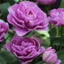 Тюльпан повний пізній Lilac Perfection (Лілак Перфекшн), 3 цибулини в пачці