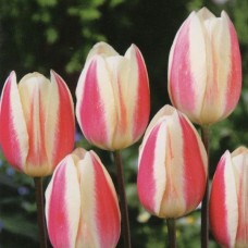 Тюльпан тріумф Silk Surprise (Сілк Сюрпрайз), 3 цибулини в пачці