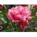 Тюльпан повний пізній Up Pink (Ап Пінк), 3 цибулини в пачці