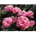 Тюльпан повний пізній Up Pink (Ап Пінк), 3 цибулини в пачці
