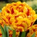 Тюльпан повний пізній Sun Lover (Сан Ловер), 3 цибулини в пачці