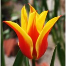 Тюльпан лілієцвітний Флай Евей (3 шт)