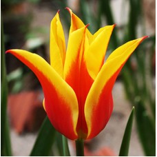 Тюльпан лілієцвітний Флай Евей (3 шт)