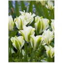 Тюльпан зеленоквітковий White Spring Green (Спрінг Грін), 3 цибулини в пачці