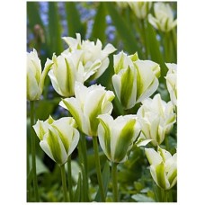 Тюльпан зеленоквітковий White Spring Green (Спрінг Грін), 3 цибулини в пачці