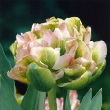 Тюльпан повний пізній Double Viri (Дабл Вірі), 3 цибулини в пачці