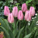 Тюльпан простий ранній Light Pink Prince (Лайт Пінк Принц), 3 цибулини в пачці