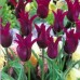 Тюльпан лілієцвітний Burgundy (Бургунді), 3 цибулини в пачці