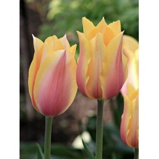 Тюльпан простий пізній Blushing Lady (Блашінг Леді), 3 шт
