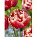 Тюльпан махровый, поздний Cabella (Кабелла), 3 луковицы в упаковке