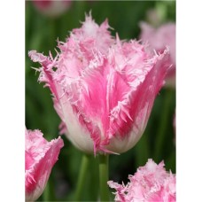 Цибулини тюльпана бахромчастого Фенсі Фрілс (3 шт)