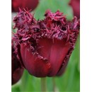 Цибулини тюльпана бахромчастого Лабрадор (3 шт)