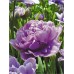 Тюльпан повний пізній Lilac Perfection (Лілак Перфекшн), 3 цибулини в пачці