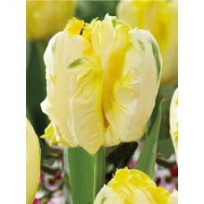 Тюльпан попугайный Parrot Gold (Паррот Голд),  3 луковицы 