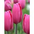 Тюльпан простой, поздний Pink Proud  (Пинк Прауд), 3 луковицы