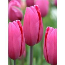 Тюльпан простой, поздний Pink Proud  (Пинк Прауд), 3 луковицы