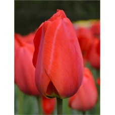 Тюльпан Дарвина  Red Impression (Рэд Импрешн), 3 луковицы