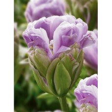 Тюльпан махровый+ многоцветковый, поздний Violet Pranaa (Вайолет Прана), 3 луковицы в упаковке
