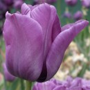 Тюльпан простий пізній Blue Aimable (Блю Аймейбл), 3 цибулини в пачці