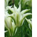 Тюльпан зеленоквітковий White Spring Green (Спрінг Грін), 3 цибулини в пачці