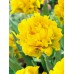 Тюльпан повний ранній Monte Peony (Монте Півонія), 3 цибулини в пачці