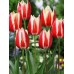 Тюльпан тріумф Spring Surprise (Спрінг Сюрпрайз), 3 цибулини в пачці