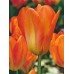 Тюльпан Фостера Orange Emperor (Оранж Емперор), 3 цибулини в пачці