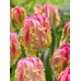 Тюльпан папуговий Weber's Parrot (Веберс Перрот), 3 цибулини в пачці