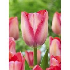 Тюльпан Дарвіна Pink Sound (Пінк Саунд), 3 цибулини в пачці,