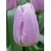 Тюльпан простий ранній Light Pink Prince (Лайт Пінк Принц), 3 цибулини в пачці
