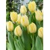 Тюльпан тріумф Creme Flag (Крем Флаг), 3 цибулини в пачці