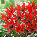 Тюльпан ботанічний Red Hunter (Ред Хантер), 4 цибулини в пачці