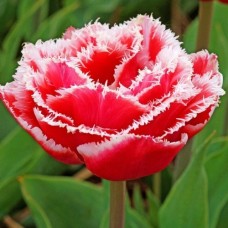 Цибулини тюльпана бахромчастого повного Брест (3 шт)