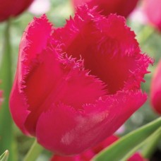 Цибулини тюльпана бахромчастого Крістал Б'юті (3 шт)