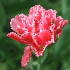 Цибулини тюльпана бахромчастого повного Кріспіон Світ (3 шт)