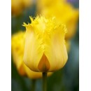 Цибулини тюльпана бахромчастого Крістал Стар (3 шт)