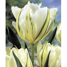 Тюльпан Фостера Exotic Emperor (Экзотик Эмперор), 3 луковицы в упаковке