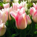 Тюльпан лілієцвітний Холланд Чік (3 шт)