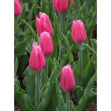 Тюльпан триумф In Love  (Ин Лав), 3 луковицы