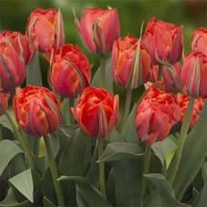 Тюльпан повний пізній Queensday (Квінсдей), 3 цибулини в пачці