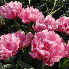 Тюльпан повний пізній Up Pink (Ап Пінк), 3 цибулини в пачці