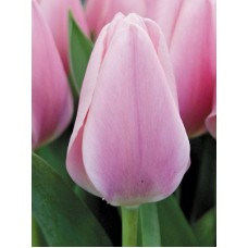 Тюльпан триумф Algarve (Альгарв), 3 луковицы