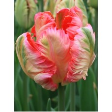 Тюльпан папугового Апрікот Паррот (3 шт)