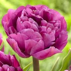 Тюльпан повний піздній Backpacker (Бекпекер), 3 цибулини в пачці