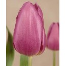 Тюльпан триумф Blue Beauty (Блю Бьюти),  3 луковицы в упаковке