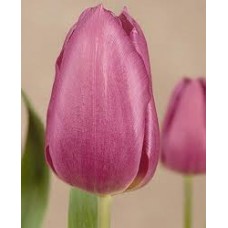 Тюльпан триумф Blue Beauty (Блю Бьюти),  3 луковицы в упаковке