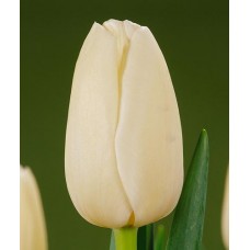 Тюльпан простой, поздний Catherina (Катерина), 3 луковицы в упаковке