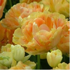 Тюльпан махровый, поздний Charming Beauty (Чарминг Бьюти), 3 луковицы в упаковке 