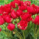 Тюльпан махровый, ранний Estatic (Эстетик), 3 луковицы в упаковке, многоцветковый