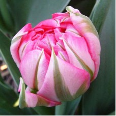 Тюльпан повний ранній Flash Point (Флеш Поінт), 3 цибулини в пачці